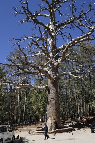 Forêt de cèdres   (Cèdre Gouraud)  |   9  /  13    |